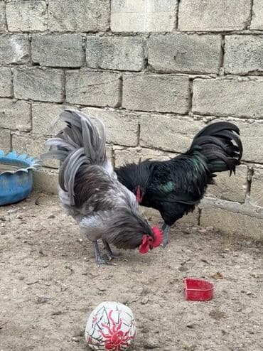 helep keci: Məhsul: Safqan xoruzlar - Növ və rəng: Fotolarda iki fərqli xoruz — 3