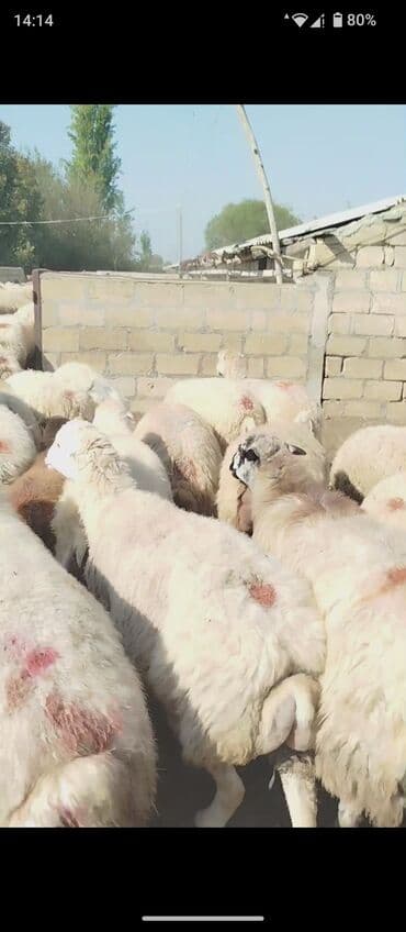 bakida cins ineklerin satisi: 1 Noyabr 390 baş Damazdiq Boğaz Şişəklər Təcili Satılır kimə nə qədər — 2