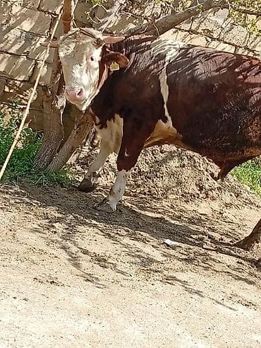 simmental inek: 1 yaş 2 a aylığ 260 kilo eti var endirim olcaq — 3