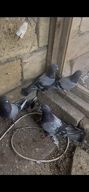 danisan quslar: Məhsul: Ev göyərçinləri (qara zolaqlı boz rəng gamutunda) Təsvir: - — 2