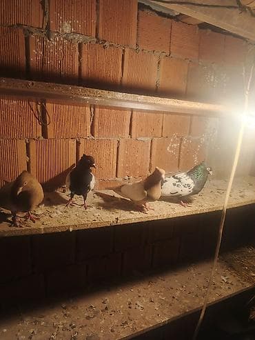 İtlər: Salam qiymət cütünə ayidir — 7