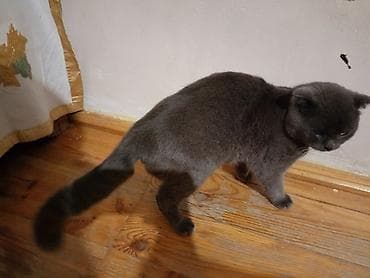 pişik sortu: Şotland, Erkək — 3