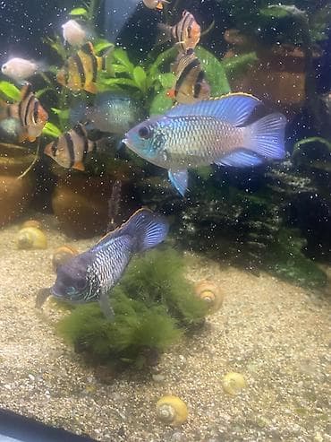 Mələk balığı (skalyari), Sülhsevər — 2