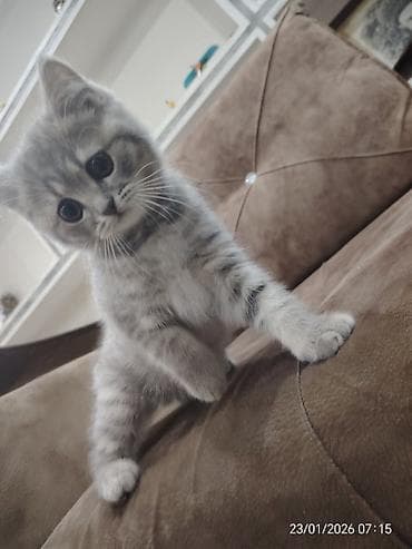 Asia: Шотладская вислоухая — 4