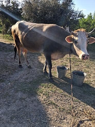 Dişi, il: 4, Südlük, Ünvandan götürmə