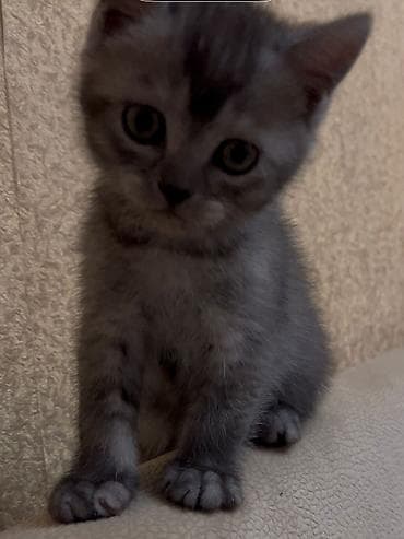 pişim: Boz tüklü, qısa tüklü balaca pişik balası. - Rəng: tüstü-boz, zolaqlı — 3