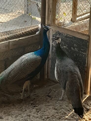 goyercin yuvasi satilir: Bir cüt Hindistan (mavi) tovuzquşu satıram. Qiymət ədədinə aiddir. 150 — 1