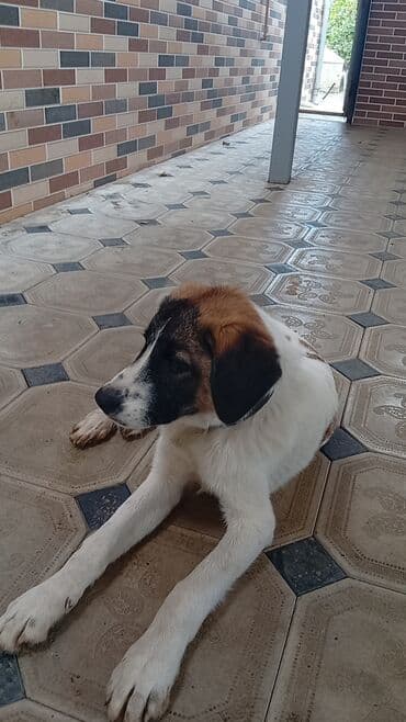 купить собаку в: İt – alanbay iti ilə alman qurdu cinsi - Rəng: ağ bədən, qara-ağ — 4