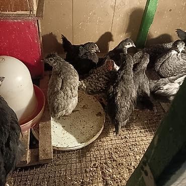 sort toyuq: Toyuq, Damazlıq — 3