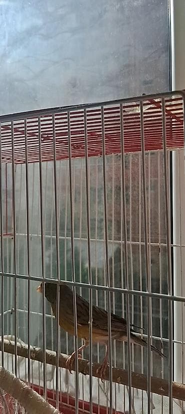 alabaxta quşu: Erkək quşlar satılır — 4