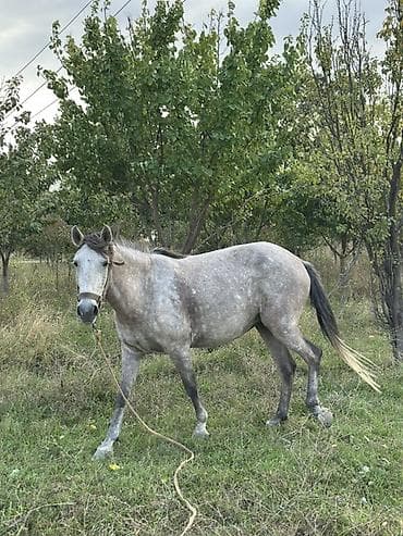 Dişi, il: 5, Ünvandan götürmə