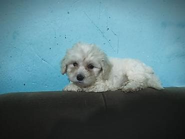 heyvan bazari harda yerlesir: Salam maltipo balası tam sağlam erkek real alıcı əlaqə saxlasın temiz — 6