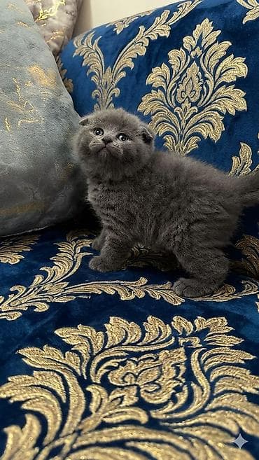 шотландский вислоухий котенок баку: Шотладская вислоухая — 4