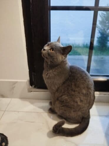 Gəmiricilər: Britan, Erkək, Yaxşı əllərə, Pulsuz çatdırılma — 2