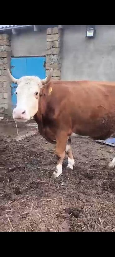 inek adlari azerbaycan: 2-ci balasidi erkek balasi var 25 südü var 6500 azn — 1