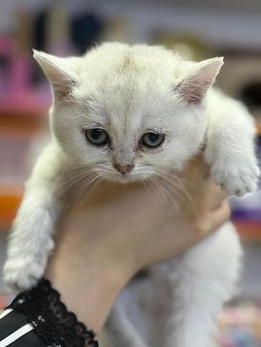 pişik satisi 2020: Şinşilla — 7