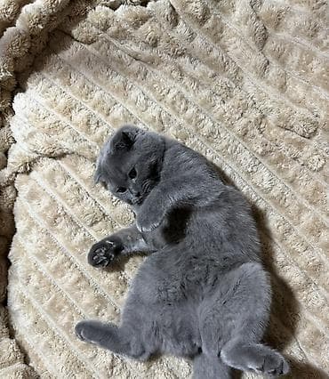 pişik yatağı: Şotland yastı qulaq, Dişi, Yaxşı əllərə, Ünvandan götürmə — 2