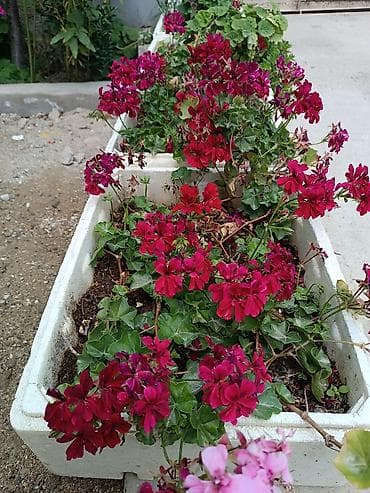 meyve veren kaktus: Satışda: dekorativ otaq və bağ bitkiləri - Echinopsis tipli tikanlı — 3