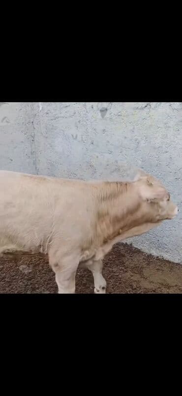 dovşan satışı: Satışda: 2 baş ətlik buzaq - Növ: erkək buzaqlar - Rəng: açıq krem və — 6