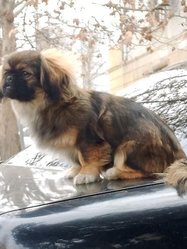 çoban iti qiyməti: Pekines dir satılmır ayfonnan takas edilir 11 puro — 2