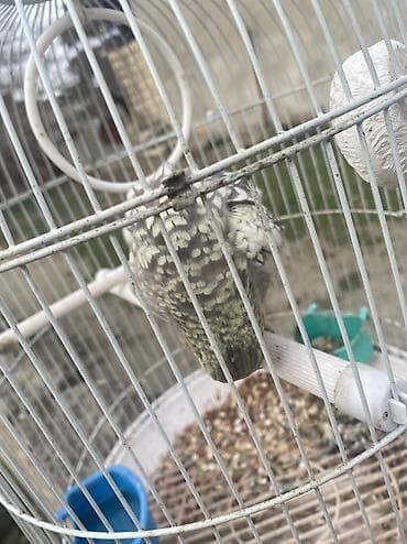 ereb ati satilir: Növ: Nimfa (cockatiel) – xallı rəngli Təsvir: - Ağımtıl-boz xallı — 6