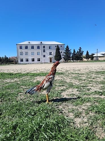 sotland pisik satisi: Sahibləndirilir — 5