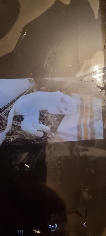 pisik adlari: Ev pişiyi – müxtəlif rənglərdə - Rənglər: tünd boz (mavi tonlu), ağ — 4