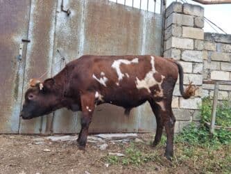 Gəmiricilər: Təmiz Cins Dana Erkək, damazlıq potensiallı təmiz cins dana. Rəngi — 3