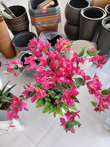 sunu gul: Dekorativ bouqenvilliya kompozisiyası – ağ şar formalı qablarda - — 5