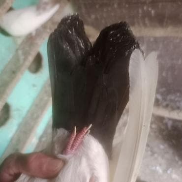 goyərclər: Qara boyun desde qara quyruq erkek mayadi cüt deyiler çutlerin it — 6