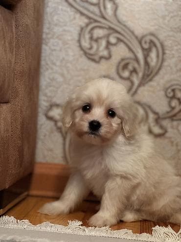 cixuaxua iti: Bişon Frize — 5