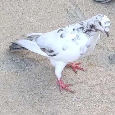 ağ goyərcin: Tutulma quşlar satılır. Hamısı birlikdə 25 manat — 4