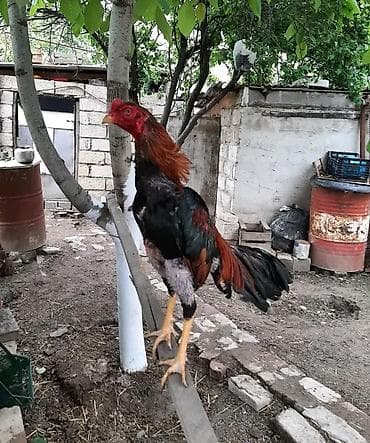 cins xoruzlar: Cins xoruz – uzun boylu, güclü quruluşlu. - Rəngi: qara-yaşıl — 3