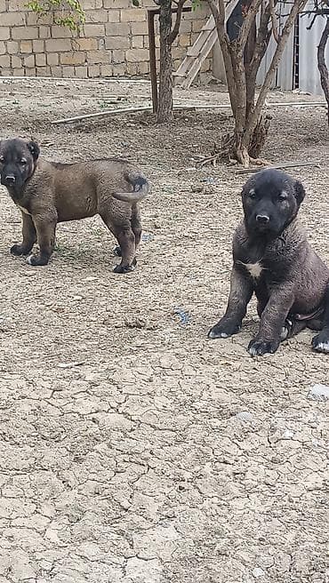 bala itler: Boz rəng tonlarında, güclü bədən quruluşlu çoban iti balaları. Qalın — 5