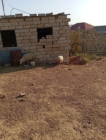 kanqal satilir: Dişi, il: 3, 60 kq, Damazlıq — 5