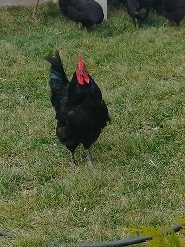 kend toyuqları: Toyuq, Damazlıq — 3