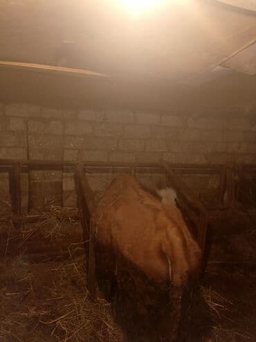 Kənd təsərrüfatı quşları: Dişi, il: 3, Ətlik, Ünvandan götürmə — 6