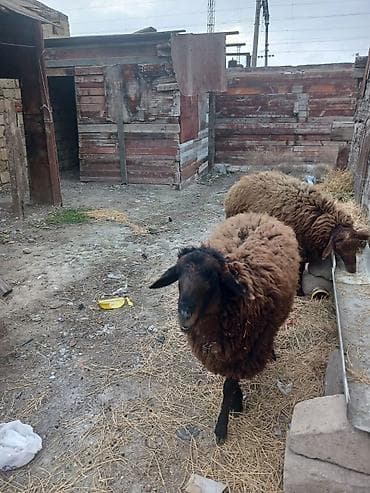 Quşlar: 11 ayligdi diri ceksin 65 kilodu ikisi bir yerde 1050 manat qoçlugda — 5