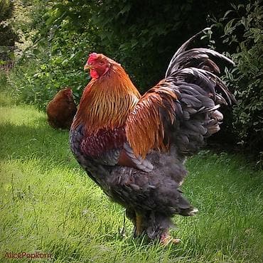 cane corso yavru: Brahma cinsi xoruz - İri, əzəmətli bədən quruluşu, yüksək boy və — 1