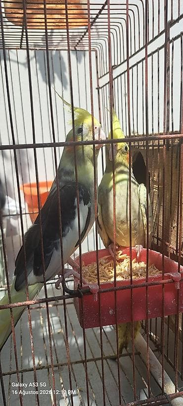 satdig quslar: Nymph paraketləri (Kakadututu) – cüt - Növ: Nymph paraket (cockatiel) — 2