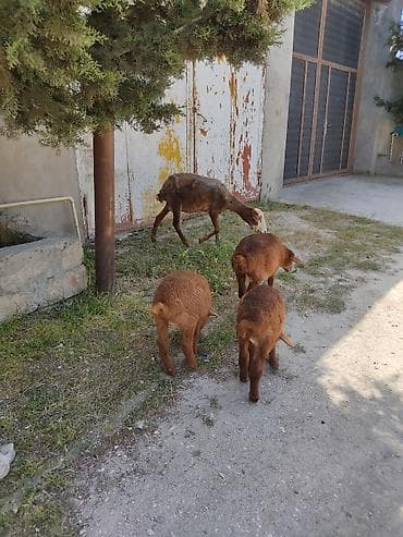 Cavan ana balla qoyunllardi. 3. ana 3 balla bir ana balla 350 m