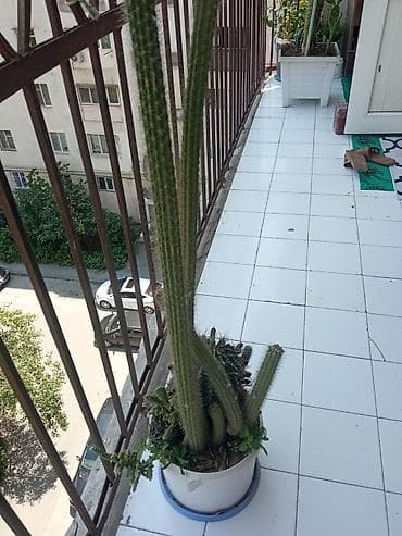 kaktus növləri: Uzun, sütunvari kaktus kompozisiyası – iri dibçəkdə - Bitki növü — 1