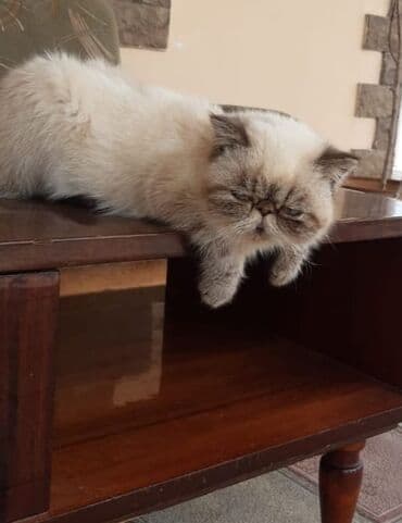 pişik pers: Ekzot, Erkək — 4