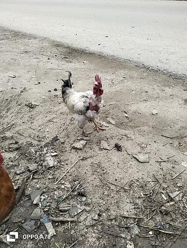 yumurta latoku: Mayali yumurta bu toyuglar in erazi zabirat 0.40 — 8