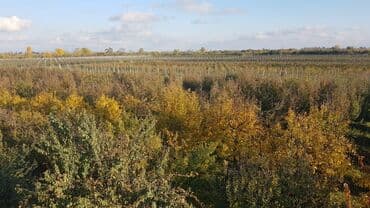 ucuz hotel: 1000 sot, Kənd təsərrüfatı, Makler, Kupça (Çıxarış) — 5