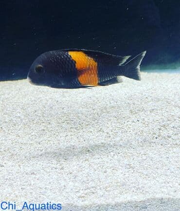 betta balıq: Цихлид — 1