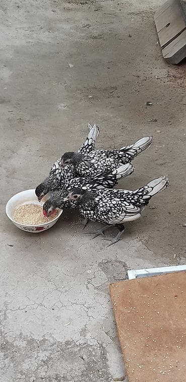 cins buzovların satışı: Gümüşü Sibrayt. 2 Xoruz 3 fərə. Cəm 5 ədəd. Maşallah Cin Kimi — 3