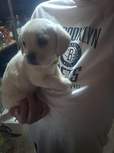 zvanok itleri: Labrador-retriver, 2 ay, Erkek, Ödənişli çatdırılma — 3