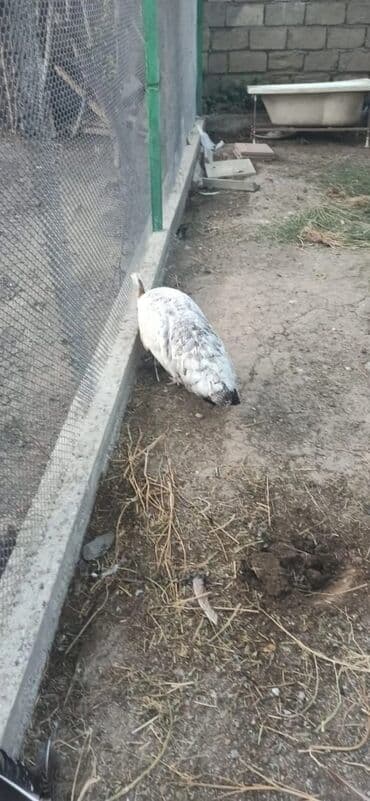 Tovuzquşu satılır: fərələr 5 yaş:100 manat xoruz 6 yaş (qaraqanad):350 lalafo.az -da Tovuzquşu satılır: fərələr 5 yaş:100 manat xoruz 6 yaş (qaraqanad):350