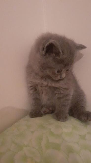 arı qutusu: Şotland, Erkək, Yaxşı əllərə — 3